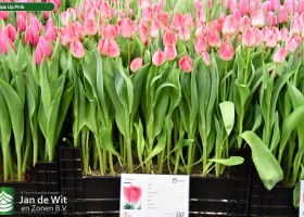 Tulipa Up Pink (1)